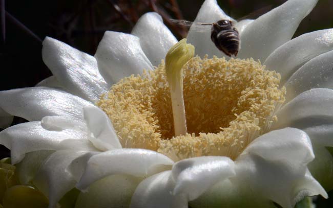 The Saguaro flower is the state flower of Arizona. These flowers are loaded with nectar and visited by birds, bats and insects. Carnegiea gigantea